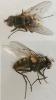 Helina evecta